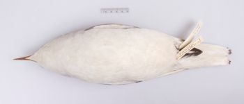 Media type: image;   Ornithology 180082